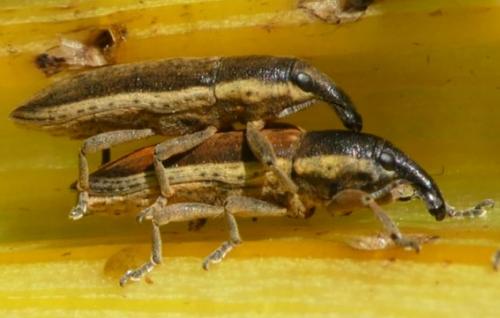 Réf. 343 194 : Lixus juncii